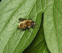 Image of: Merodon equestris (narcissus bulb fly)