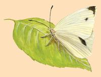 Image of: Pieris rapae (imported cabbageworm)