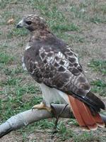 Image of: Buteo jamaicensis (red-tailed hawk)