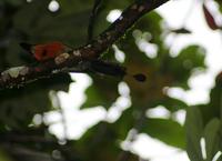 Image of: Electron platyrhynchum (broad-billed motmot)