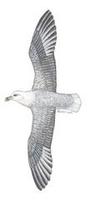 Image of: Fulmarus glacialis (northern fulmar)