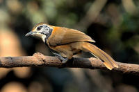 Image of: Garrulax pectoralis (greater necklaced laughing-thrush)