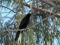 Image of: Quiscalus mexicanus (great-tailed grackle)