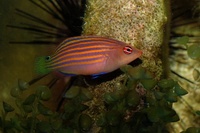 Pseudocheilinus hexataenia - Sixline wrasse