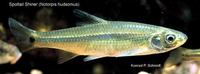 Image of: Notropis hudsonius (spottail shiner)