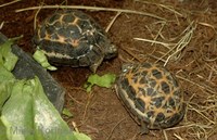 Pyxis arachnoides - Common Spider Tortoise