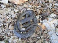 Hierophis gemonensis