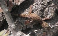 Hemidactylus turcicus - Mediterranean Gecko