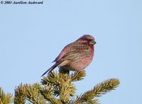 Red-mantled Rosefinch - Carpodacus rhodochlamys