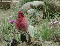 Streaked Rosefinch - Carpodacus rubicilloides