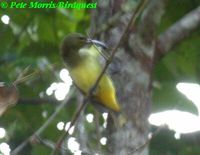 Thick-billed Spiderhunter - Arachnothera crassirostris