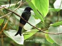 Crow-billed Drongo - Dicrurus annectans