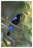 Asian Fairy Bluebird - Irena puella