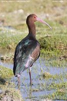 Puna Ibis - Plegadis ridgwayi