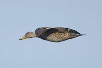 Yellow-billed Pintail - Anas georgica