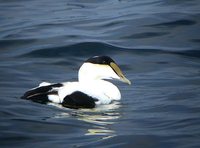 Common Eider - Somateria mollissima