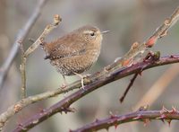 Winter Wren (Troglodytes troglodytes) photo