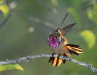 Bahama Woodstar (Calliphlox evelynae) photo