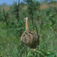 Greater Rhea (Rhea americana)