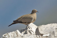 Black-winged Ground-Dove - Metriopelia melanoptera