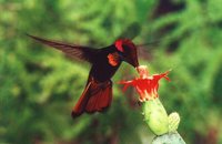 Ruby-topaz Hummingbird - Chrysolampis mosquitus