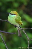 Green Bee-eater - Merops orientalis