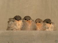 Rock Martin - Ptyonoprogne fuligula