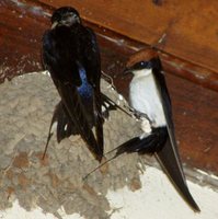 Wire-tailed Swallow - Hirundo smithii