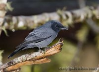 Sunda Cuckoo-shrike - Coracina larvata