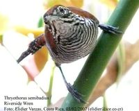 Riverside Wren - Thryothorus semibadius