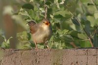 Red-winged Prinia - Prinia erythroptera