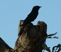 Southern Black-Flycatcher - Melaenornis pammelaina