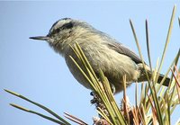 Snowy-browed Nuthatch - Sitta villosa