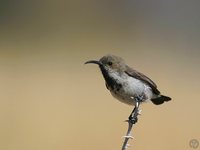 Dusky Sunbird - Cinnyris fuscus