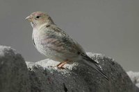 Mongolian Finch - Rhodopechys mongolica