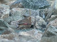 Crimson-winged Finch - Rhodopechys sanguinea