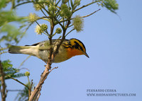 Blackburnian Warbler - Dendroica fusca