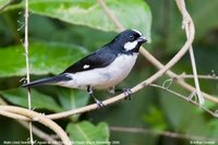 Lined Seedeater - Sporophila lineola