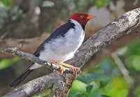 Yellow-billed Cardinal - Paroaria capitata