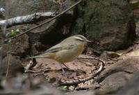 Sedge Warbler