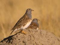 Gray-breasted Seedsnipe (Nick Athanas)