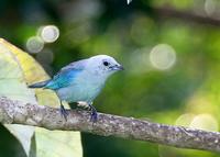 Blue-gray Tanager