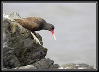 Blackish Oystercatcher  4