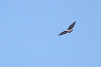 White-tailed  hawk   -   Buteo  albicaudatus   -   Poiana  graduata