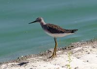 Lesser Yellowlgs at Modesto STP 8/11/05 © 2005 Jim Gain