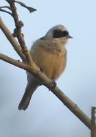 pajaro moscon 04 - teixidor -penduline tit Flickr
