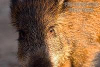 Wild boar close up , maremma , Italy stock photo