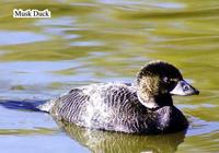 Musk Duck