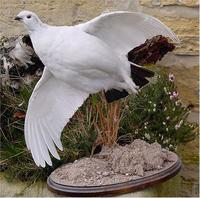 Ptarmigan