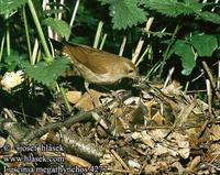 Slavik obecny (Luscinia megarhynchos)